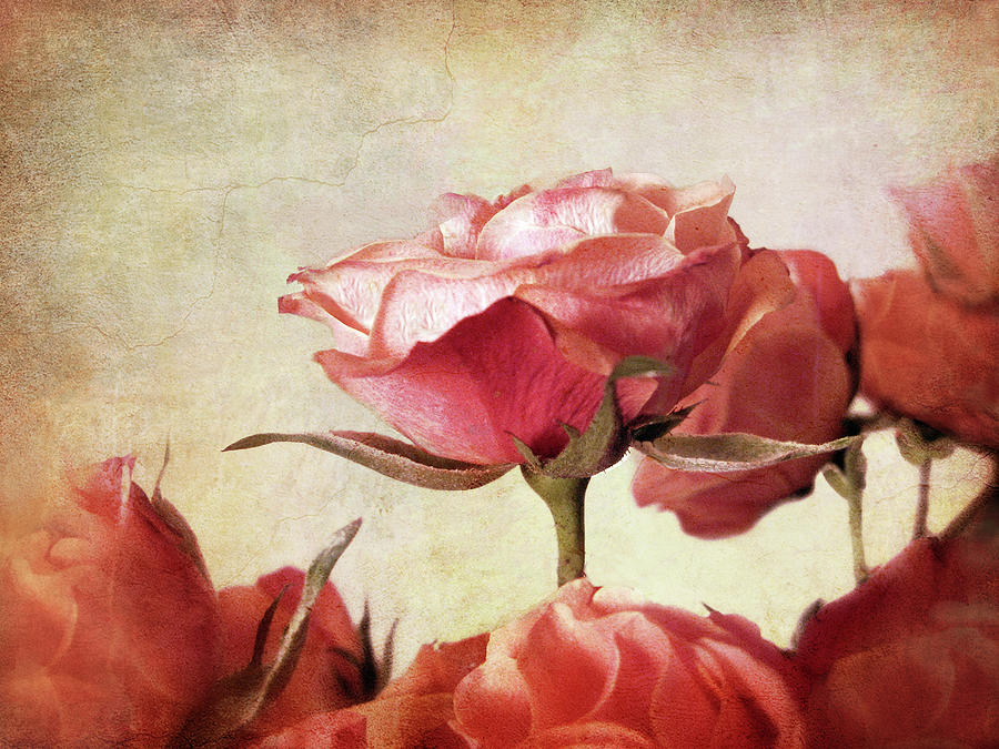 Romantic Roses Photograph by Jessica Jenney