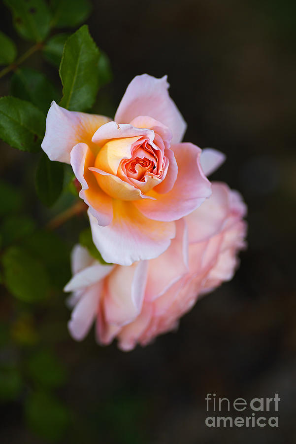 Romantic Roses Pink Photograph by Joy Watson