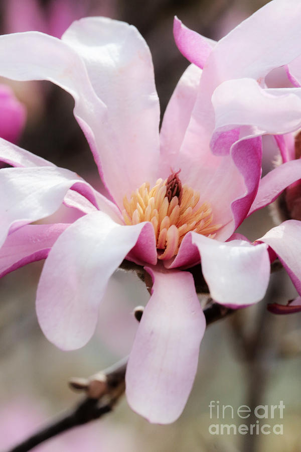 Romantic Spring Pink Magnolia Photograph by Carol Groenen