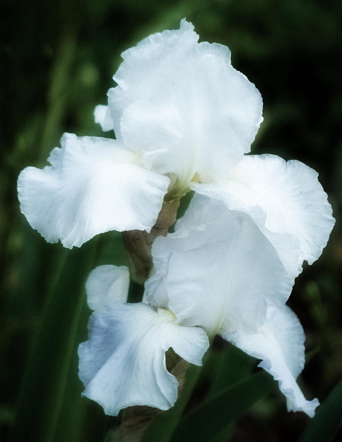 Romantic White Iris Photograph by Richard Cummings