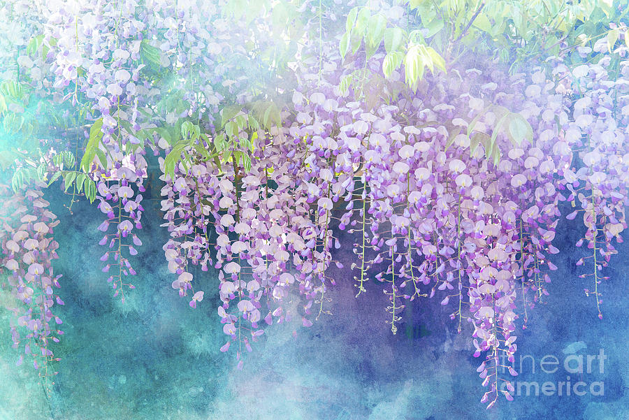 Romantic wisteria Painting by Delphimages Photo Creations
