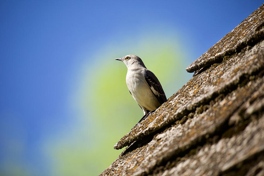 Rooftop Mockingbird in the Spring Photograph by Rachel Morrison
