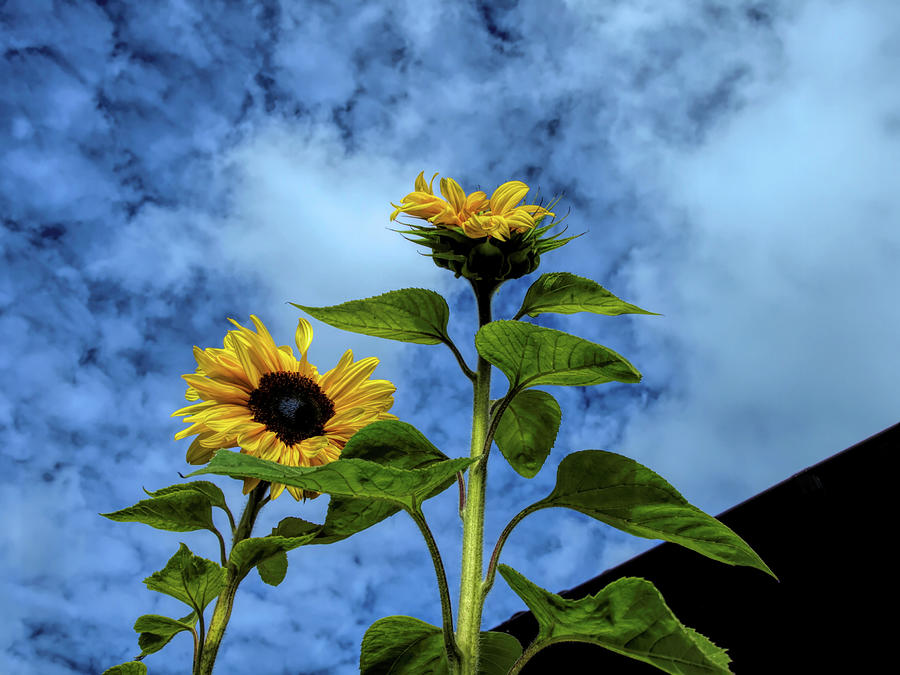 Nature Photograph - Rooftop Sunflowers by Barry W King