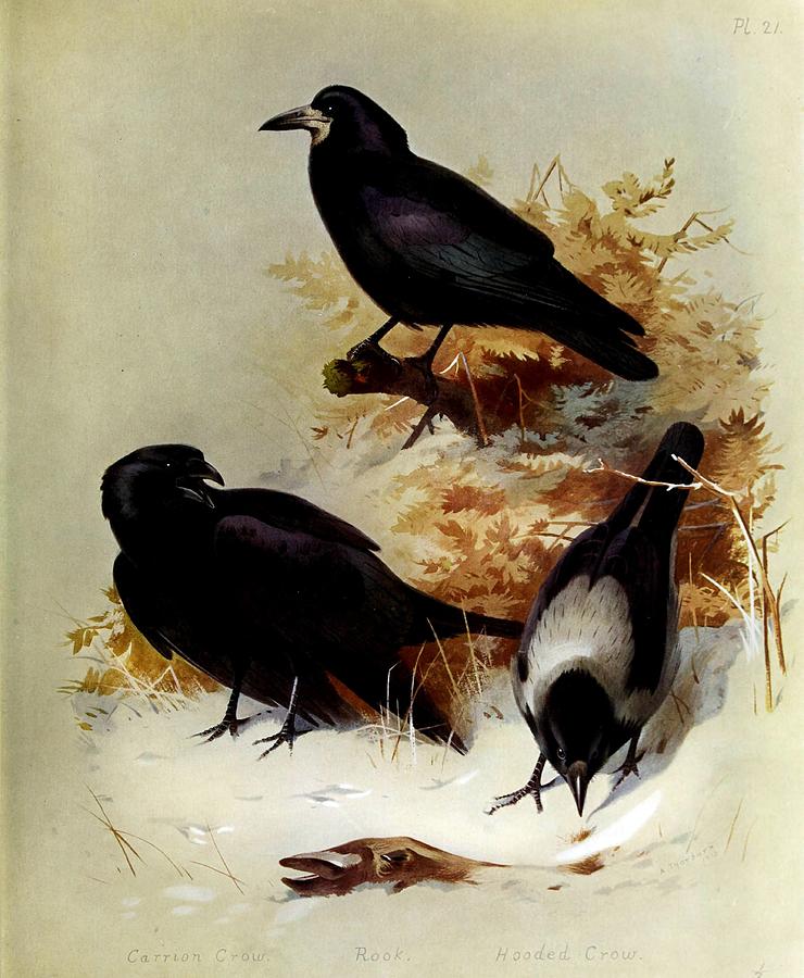 Rook And Crows By Archibald Thorburn Mixed Media by World Art Collective
