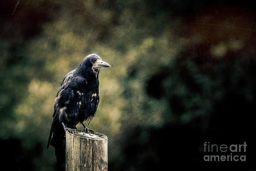 Feather Photograph - Rook perched on a post with dark and moody background by Jane Rix