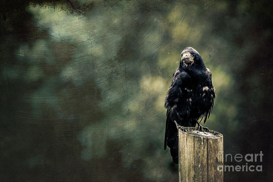 Rook perched on a post with dark and moody textured background Photograph by Jane Rix
