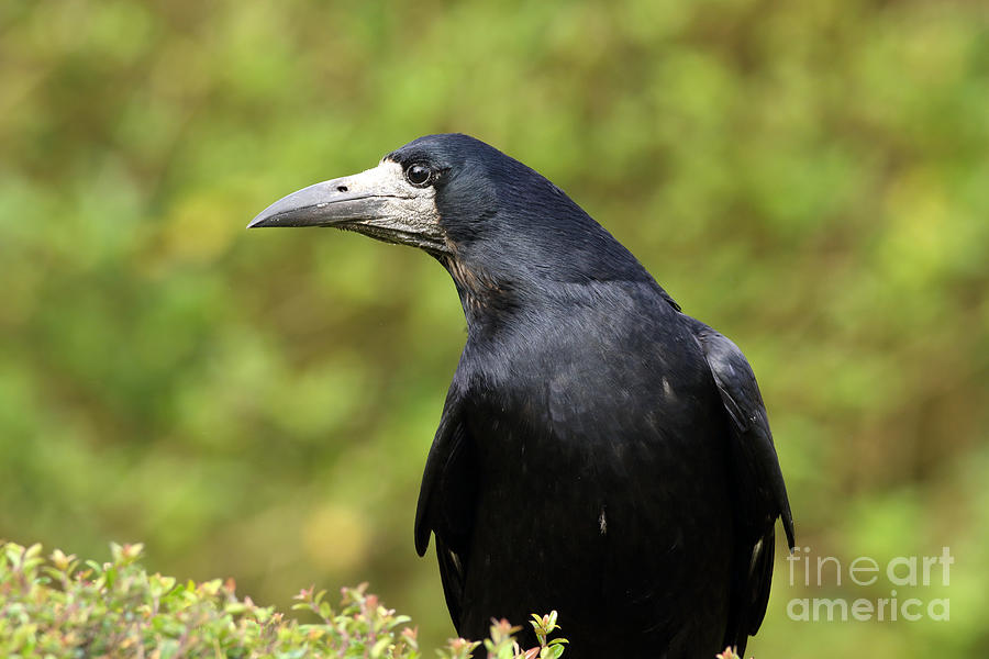 Rook  Photograph by Peter Skelton