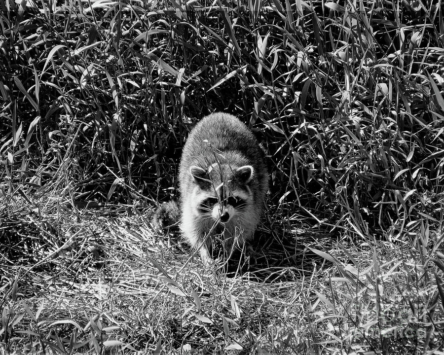 Rookery Racoon - BW Photograph by Chris Andruskiewicz