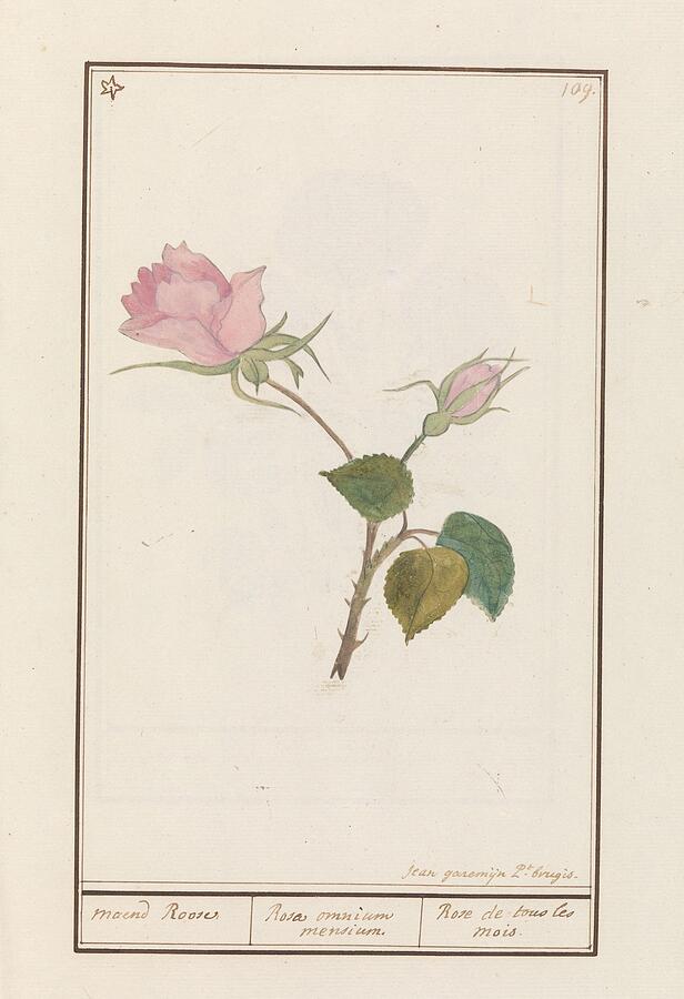 Flower Painting - Roos Rosa    by Jan Anton Garemyn Flemish
