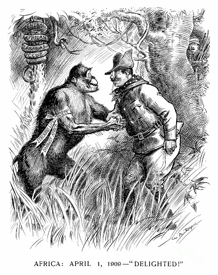 Roosevelt Cartoon, 1908 Drawing by William Allen Rogers