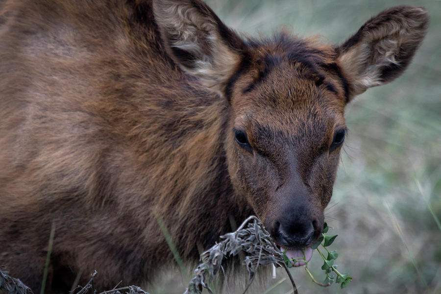 Roosevelt Elk Calf Photograph by Rick Pisio