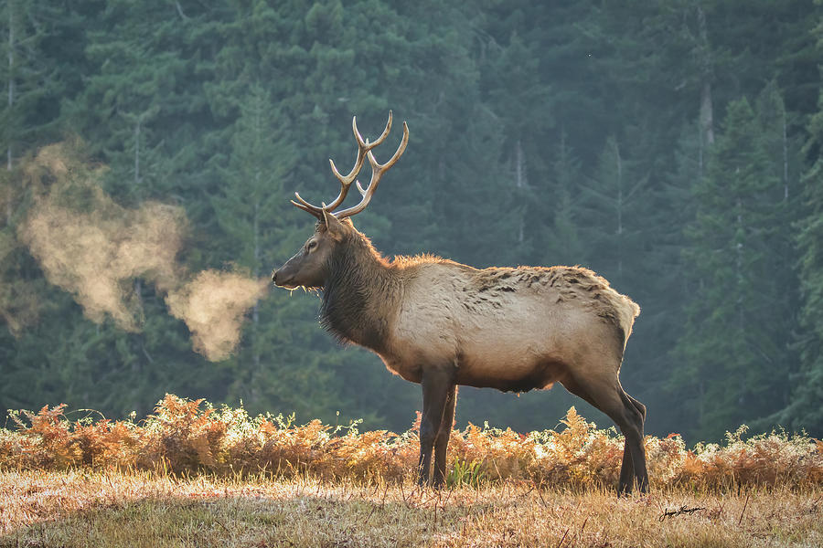 Roosevelt Elk Photograph by Jurgen Lorenzen