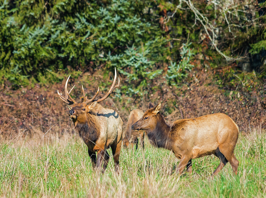 Roosevelt Elk Photograph by Loree Johnson