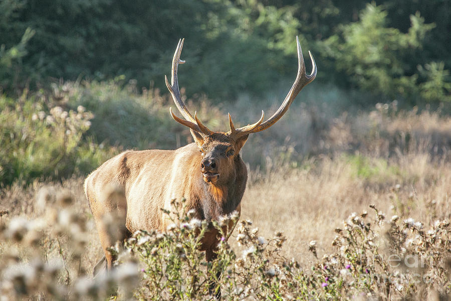 Roosevelt Elk Photograph by Scott Pellegrin