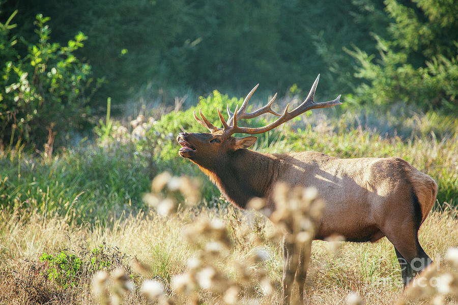 Roosevelt Elk with a Flehmen Response or Lip Curl Photograph by Scott Pellegrin