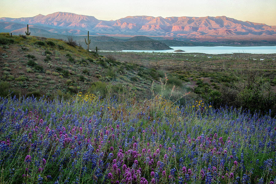 Roosevelt Lake Spring colors at Sunset Photograph by Dave Dilli