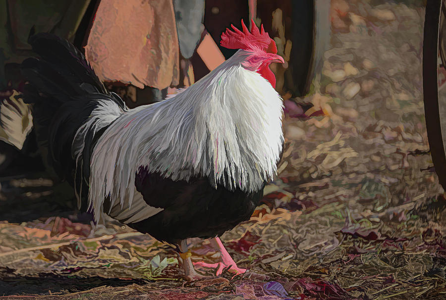 Rooster Photograph by Alan Goldberg