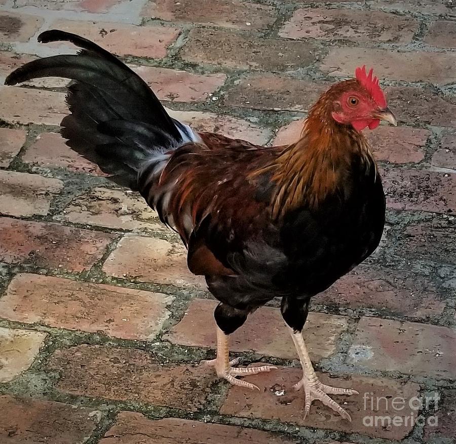 Rooster Photograph by Anthony Schafer - Fine Art America