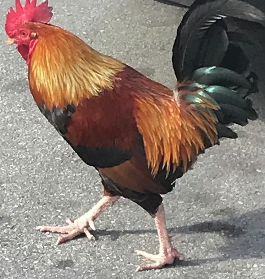 Rooster Photograph by Betty Lou Richardson - Fine Art America
