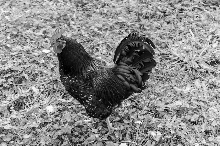 Rooster BW  Photograph by Cathy Anderson