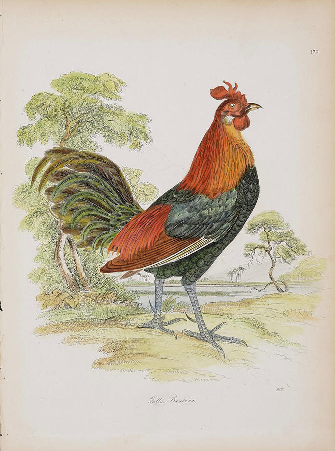Rooster c. 1826 Digital Art by Kim Kent