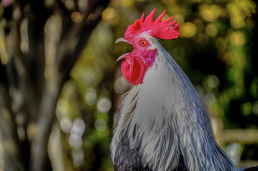 Rooster Crowing Photograph by Alan Goldberg