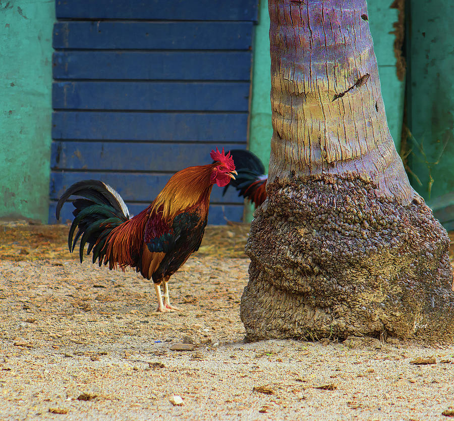 Rooster Crowing at a Tree Photograph by Roberta Byram