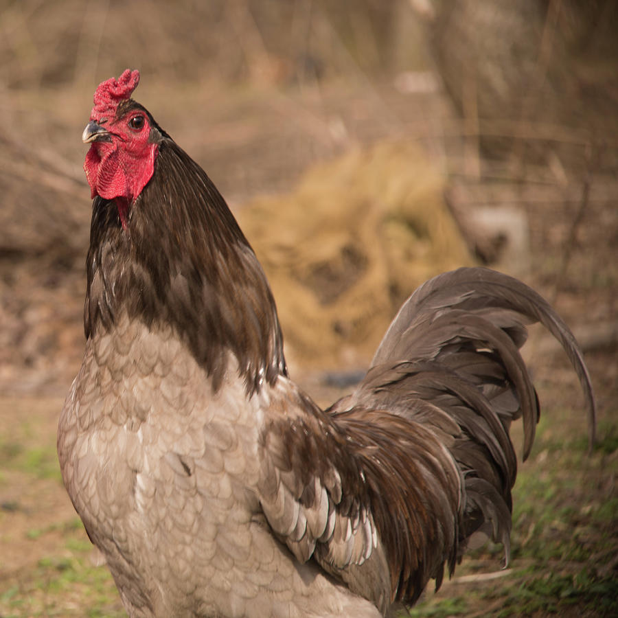 Rooster Photograph