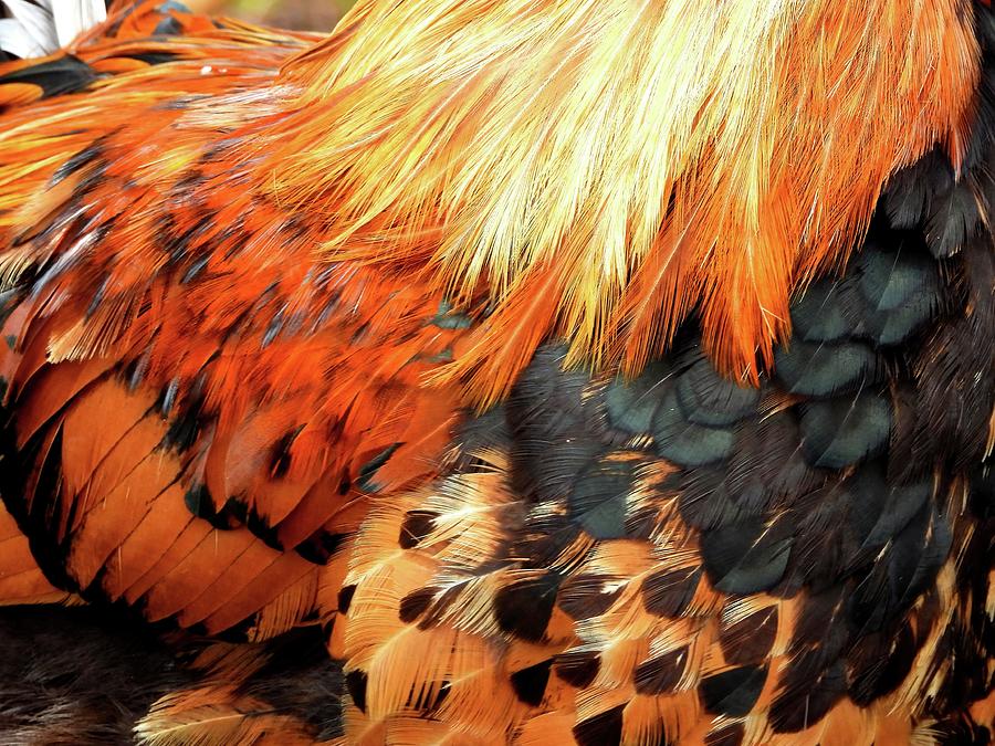 Rooster Feathers Photograph by Jennifer Wheatley Wolf - Fine Art America