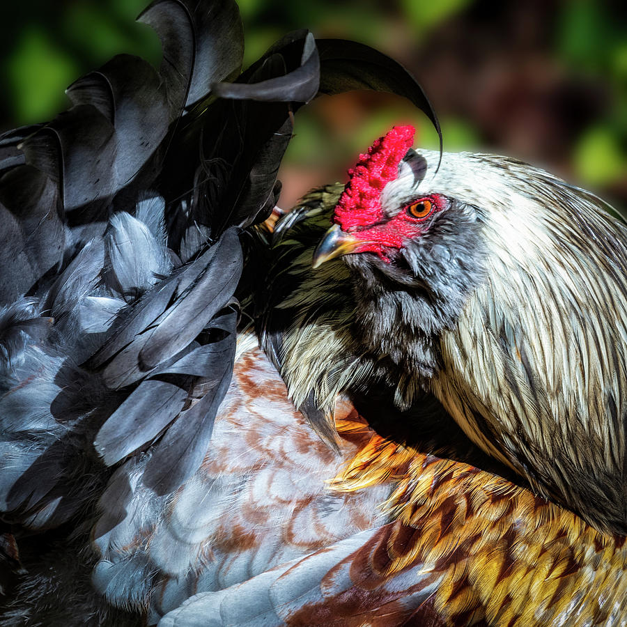 Rooster Grooming Photograph by C  Renee Martin