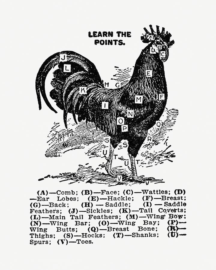 Rooster Illustration - Vintage Farm Illustration - The Open Door To Independence Digital Art
