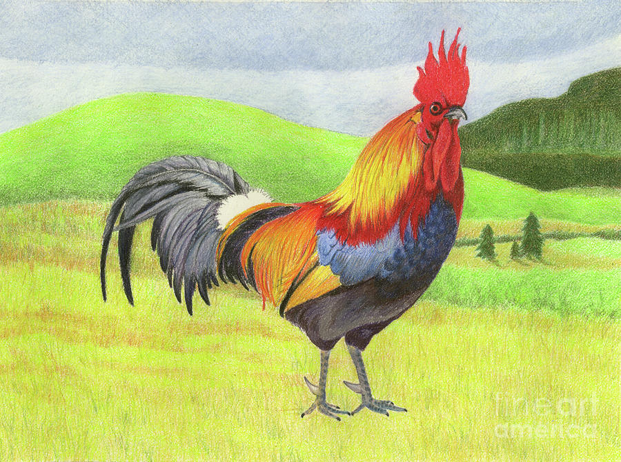Rooster Drawing by Jackie Irwin