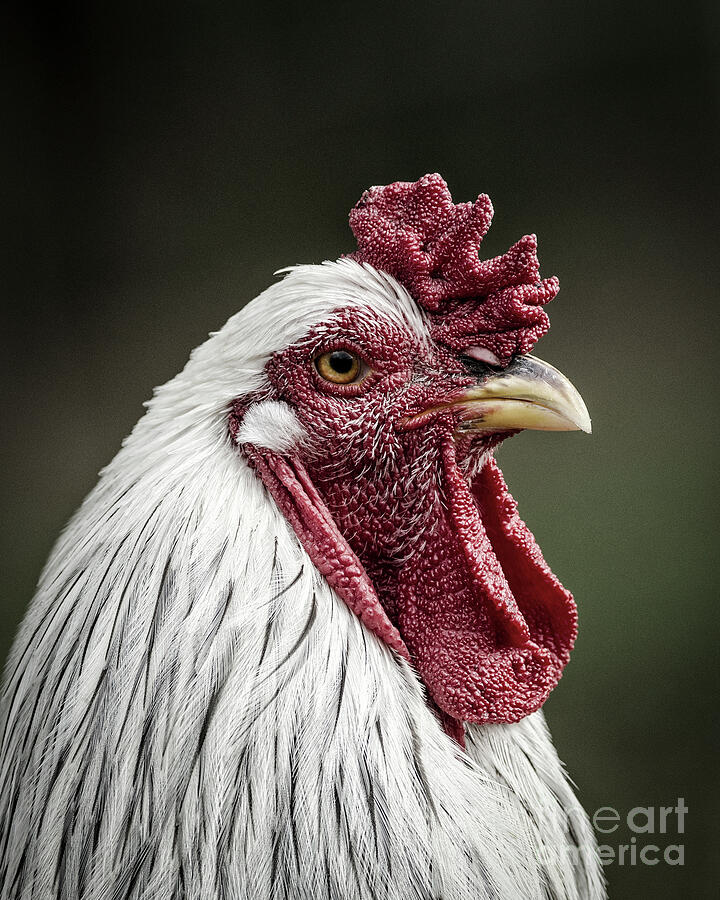 Rooster Photograph by Maresa Pryor-Luzier