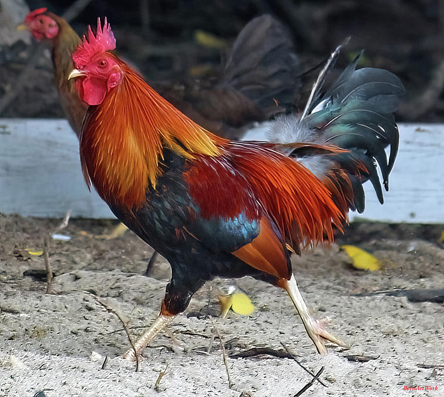 Rooster on the Move Photograph by Roberta Byram