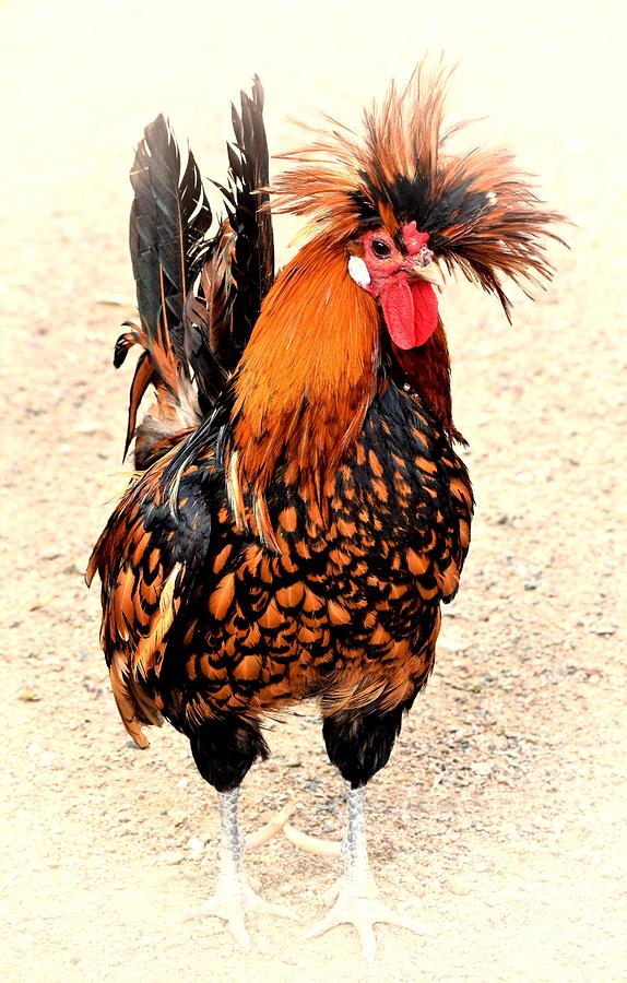 Rooster Photo 136 Photograph by Lucie Dumas