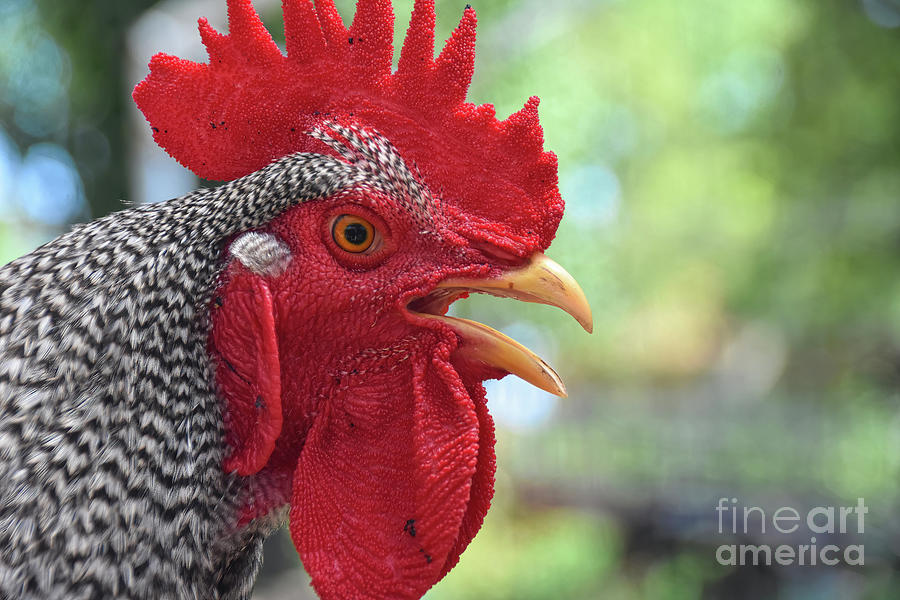 Rooster Portrait Photograph by Andrea Anderegg