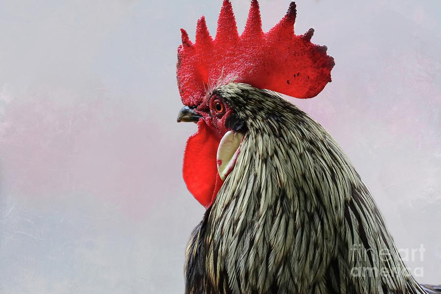 Rooster Photograph - Rooster Portrait by Eva Lechner