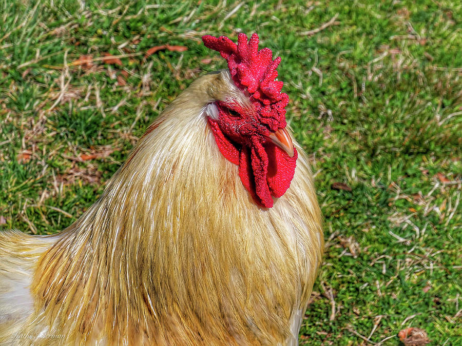 Rooster Pose Photograph by Kathi Isserman