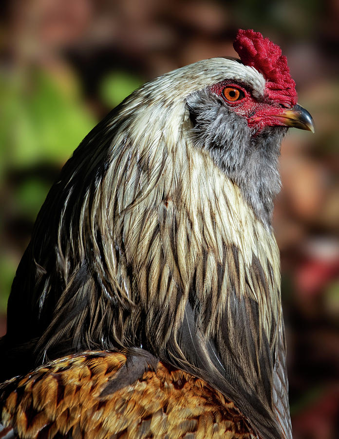 Rooster Profile Photograph by C  Renee Martin