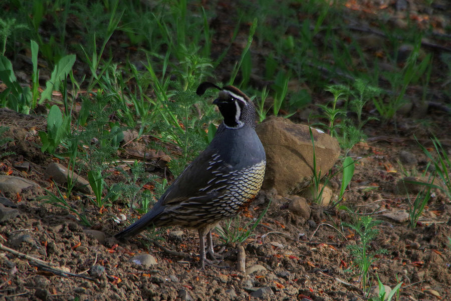 Rooster Quail Looking Around Photograph