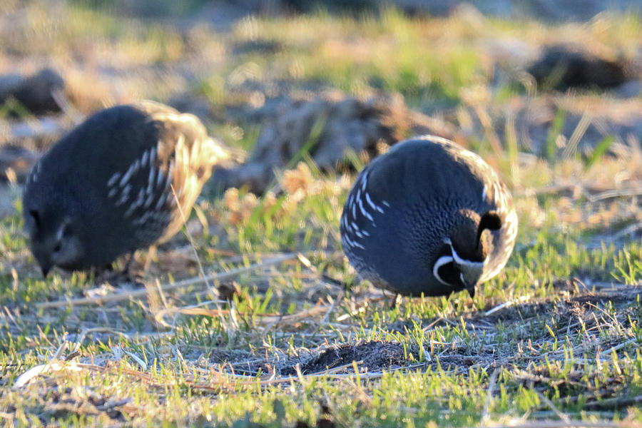 Rooster Quail Pecking The Ground Photograph
