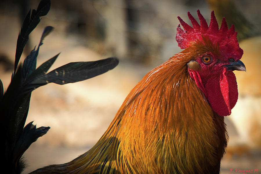 Rooster Photograph by Rene Vasquez
