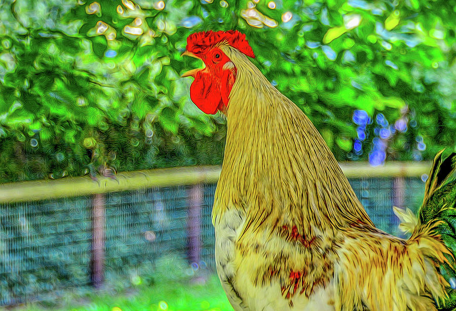 Rooster Reprimand Photograph by Marcy Wielfaert