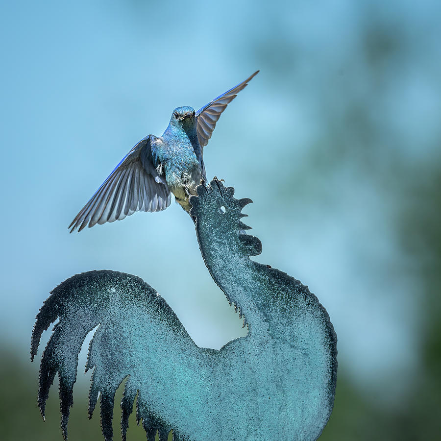 Rooster Roost--Mountain Bluebird Photograph by Tim Lyden - Fine Art America