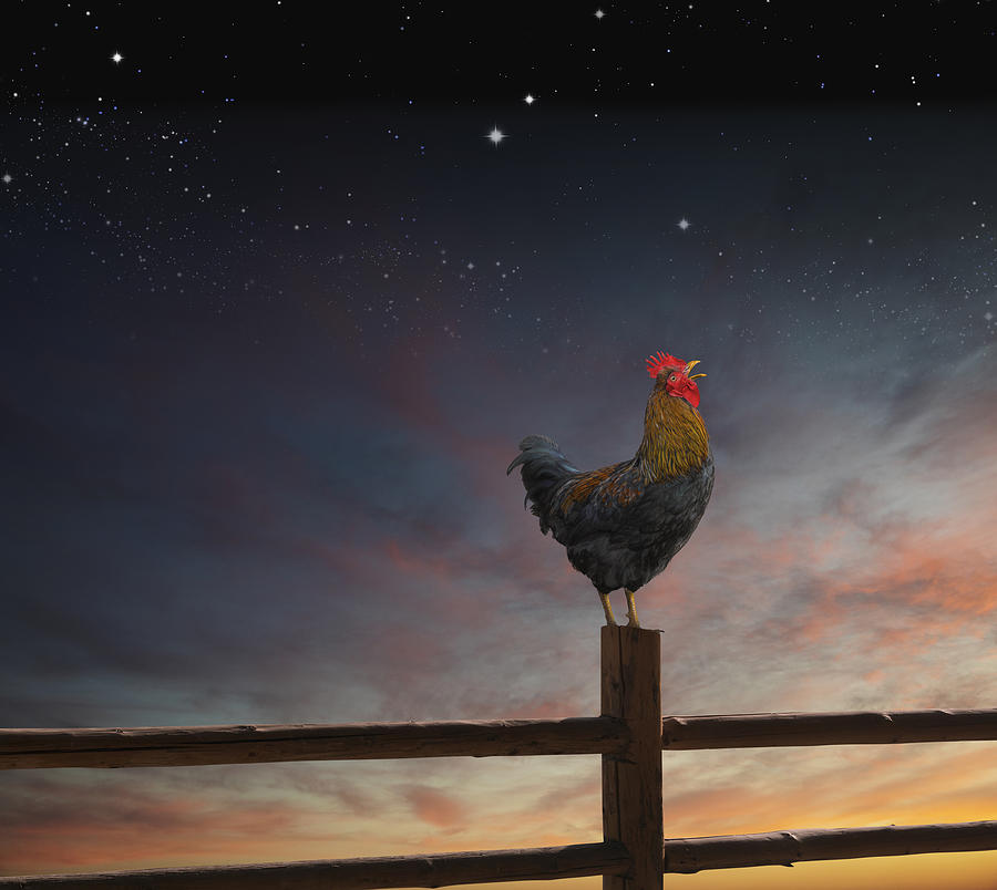 Rooster standing on fence post at night Photograph by John M Lund Photography Inc