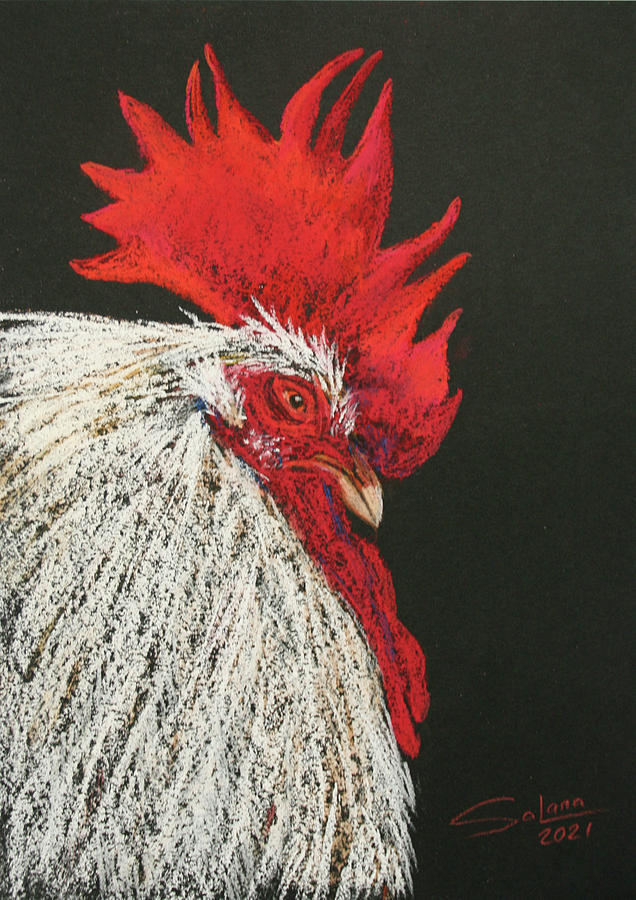 Rooster VII Drawing by Svetlana Samovarova