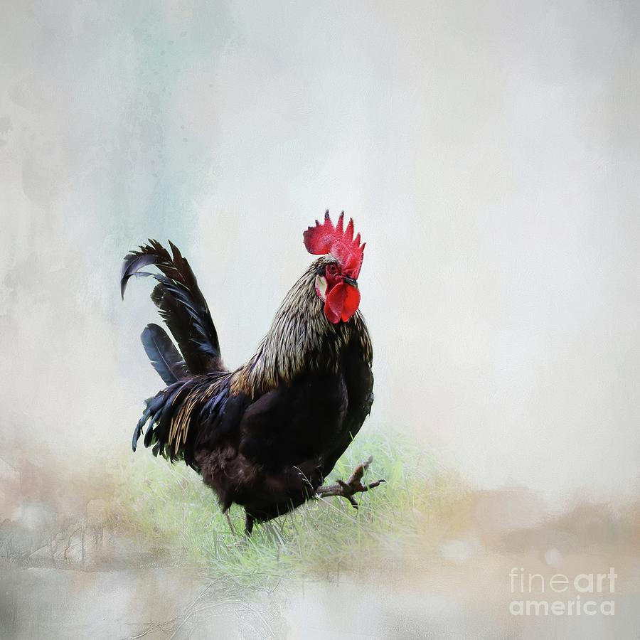 Rooster Photograph - Rooster Walking by Eva Lechner
