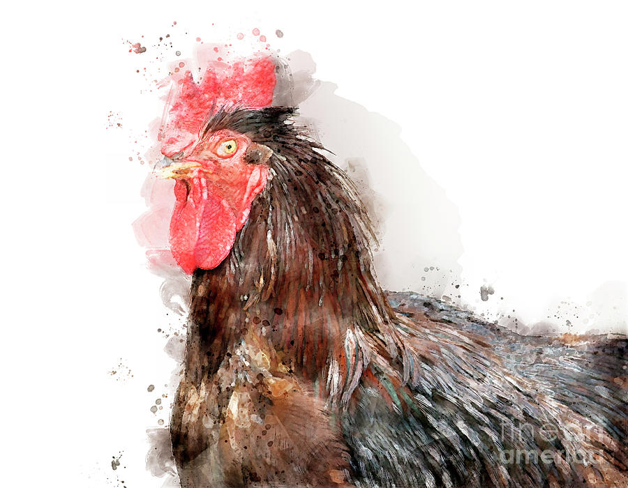 Rooster Watercolor Digital Art by Jayne Carney