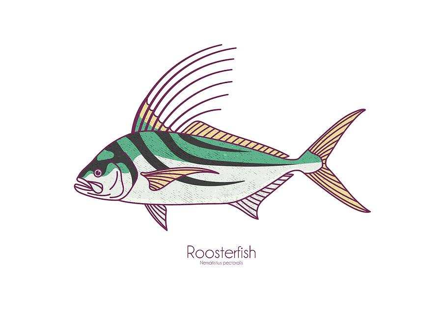 Roosterfish Digital Art by Kevin Putman