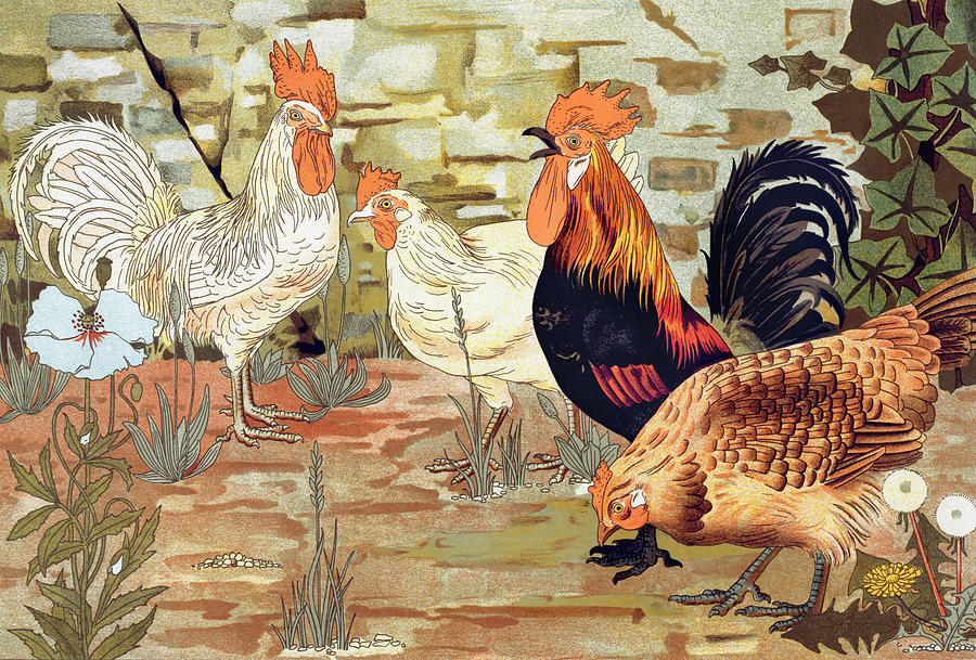 Vintage Drawing - Roosters and chickens by Maurice Pillard Verneuil by Mango Art